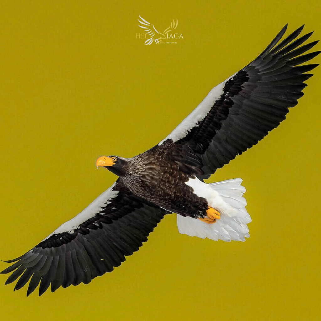 Aquila di Mare Steller Heliaca