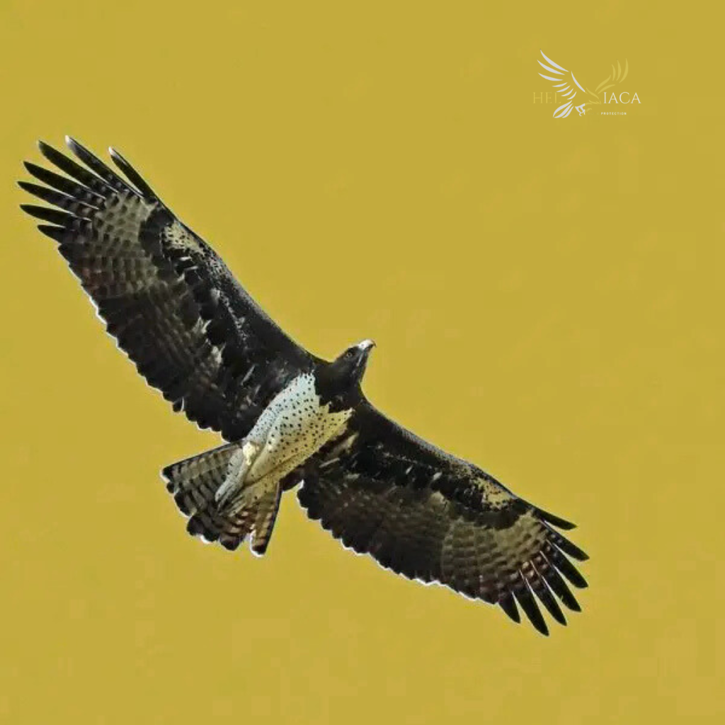 Aquila Marziale Heliaca